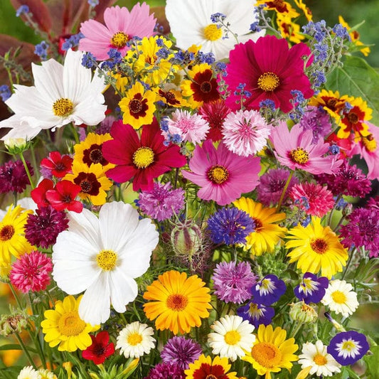 BlossomBloomâ˘ď¸ (Pack of 100 Seeds)